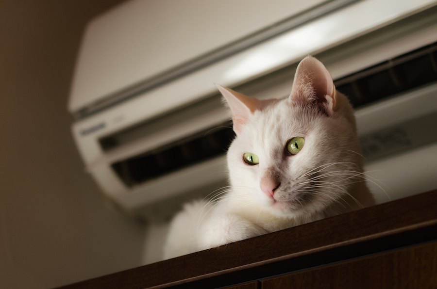 寒い日は猫の『焦げ』に注意！お部屋で暖房を使う時の注意点5つ