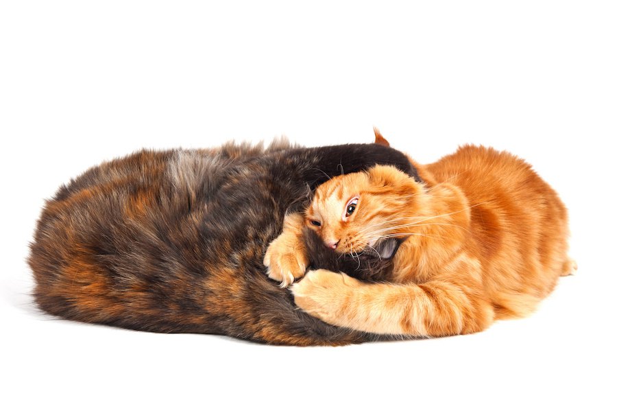 猫同士が喧嘩になる６つの原因