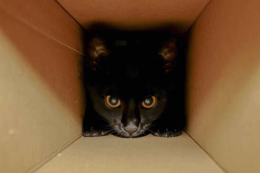 猫はどうして箱が好きなの？4つの理由