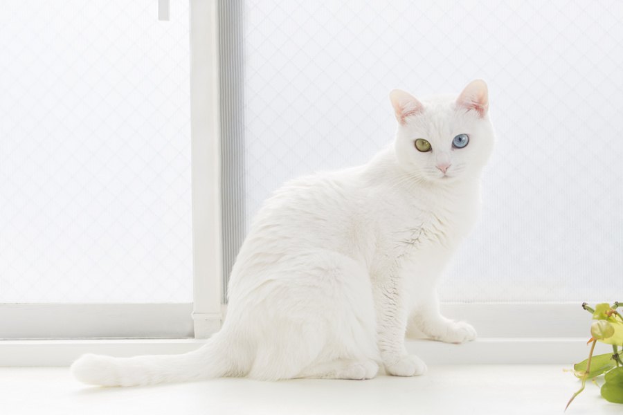 猫の目の色が違う「オッドアイ」原因や特徴