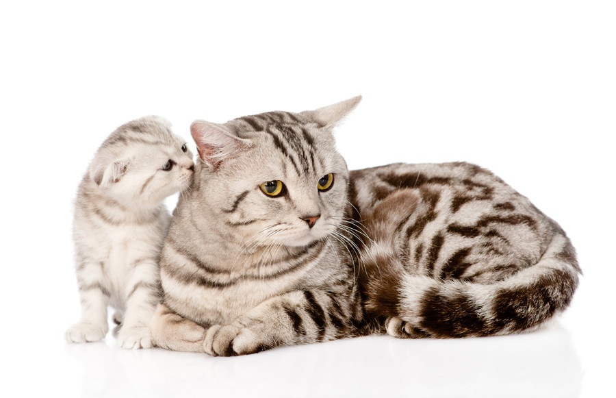 猫は親子関係をどう認識してる？オス・メスによる違いなどを解説