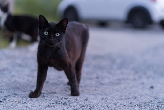 雑種の黒猫はどんな性格？特徴や飼い方