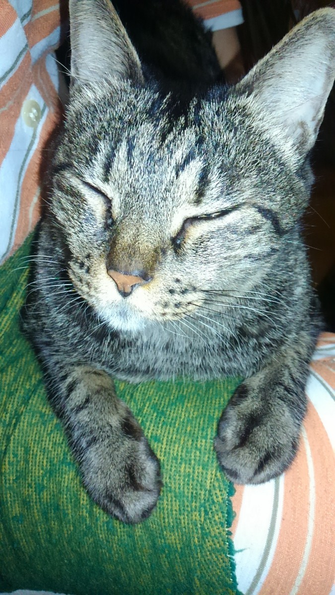 我が家の猫のお気に入り♡シニアの猫ちゃんにおすすめ！「ピュリナワン11歳以上腎臓健康サポート」