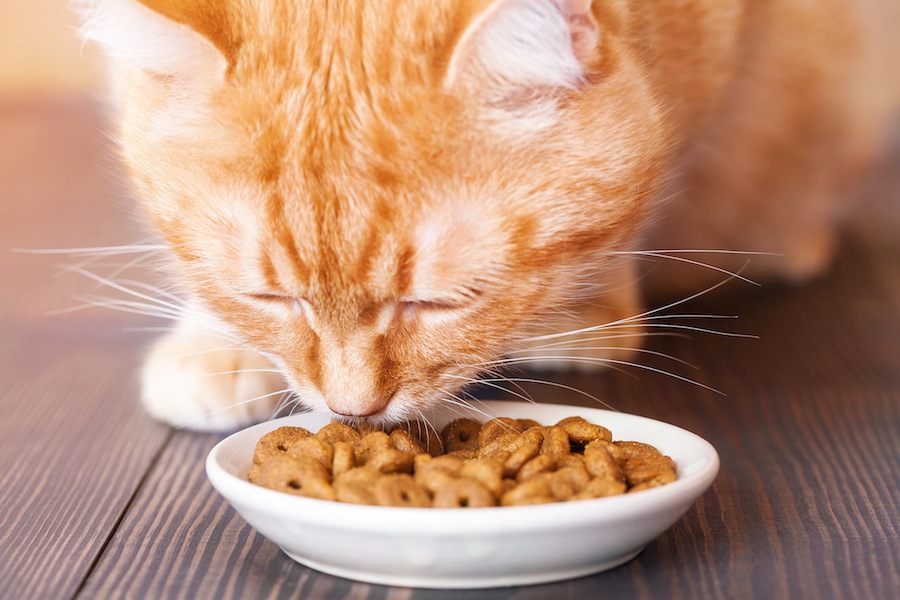 猫がご飯をお皿から出して食べるのはどうして？やめさせる方法