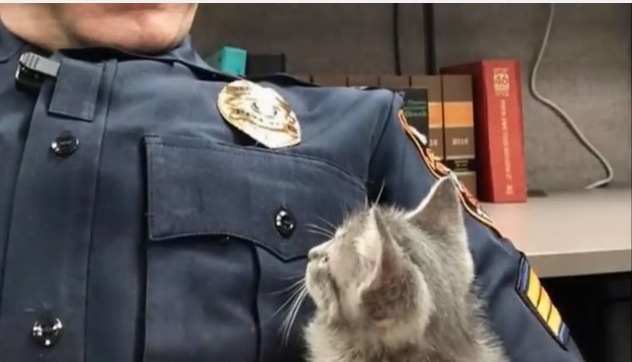 警察官がパトロール中に街灯の下で見つけた子猫