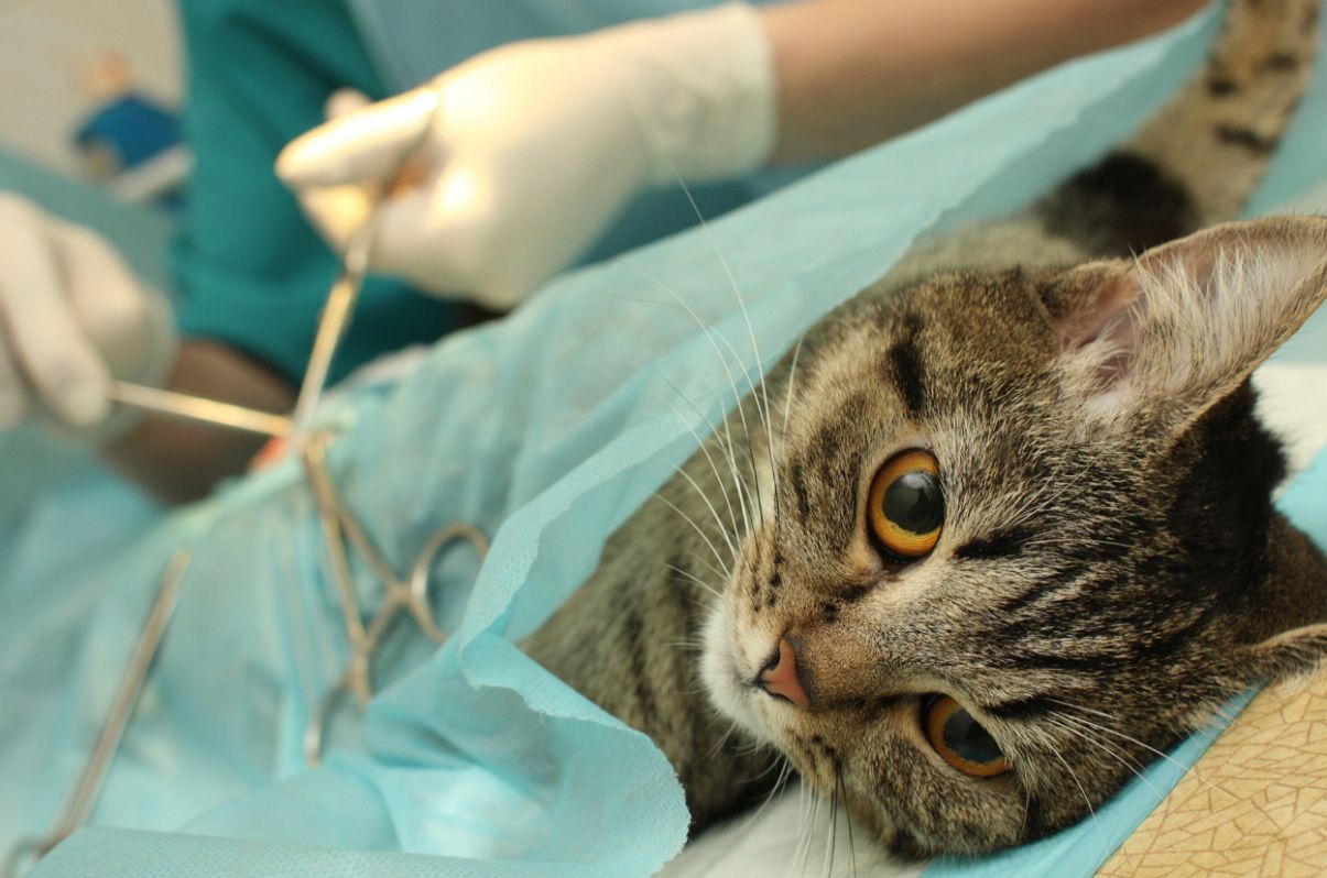 猫が手術をする場合にかかる費用について