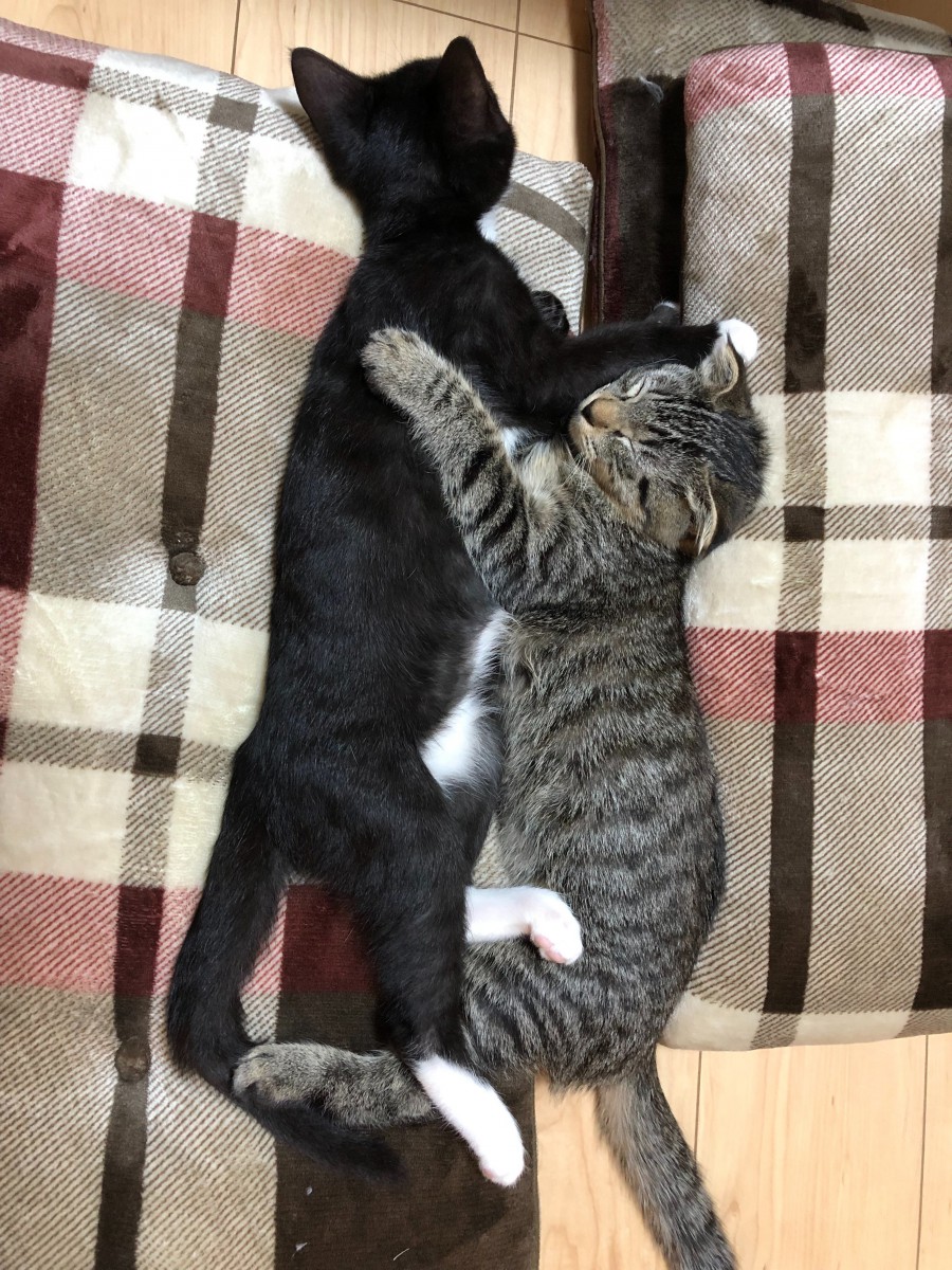保護猫２匹と運命的な出会い♡黒白タキシードの「半蔵」と耳折れの「那由多」との暮らし