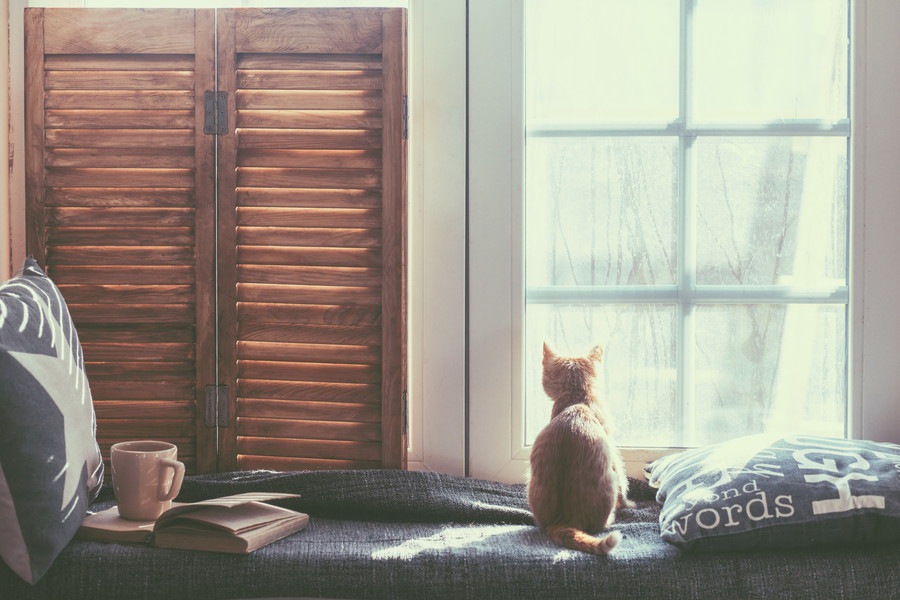窓に貼る猫ベッド 今人気のオススメ商品とは！
