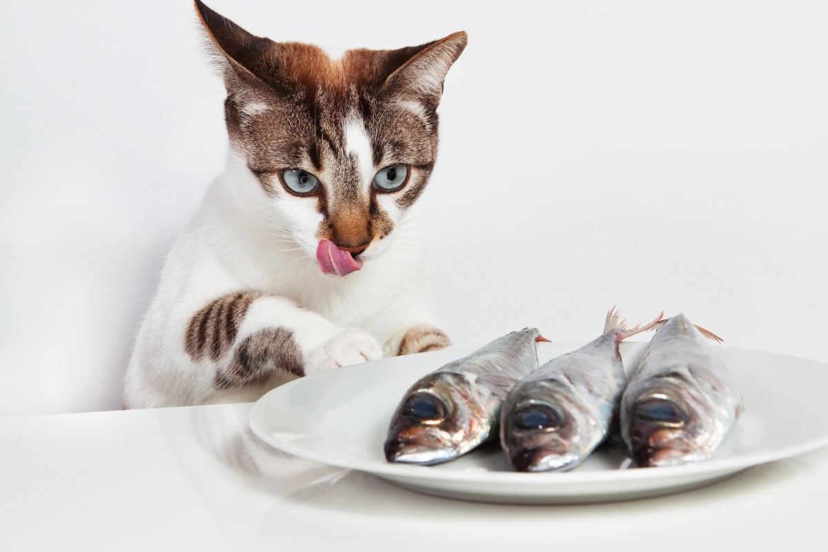 猫の手作りご飯に適している食材の選び方について