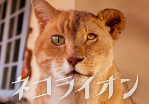 「岩合光昭」は猫の写真家！これまで生み出した作品たち