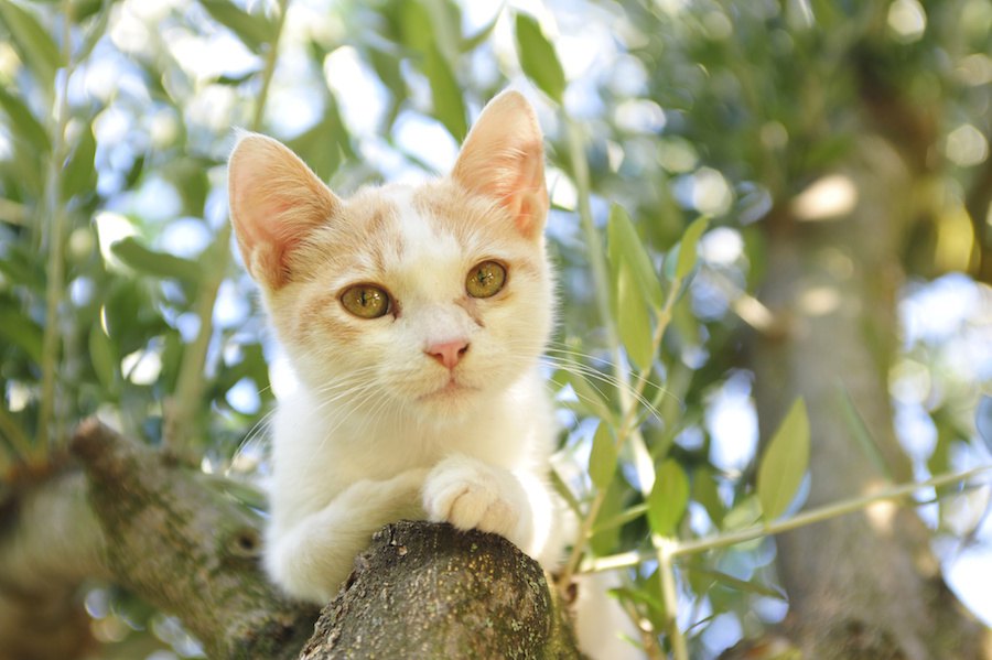 猫はオリーブの実が大好き！マタタビと同じ効果があるって本当？