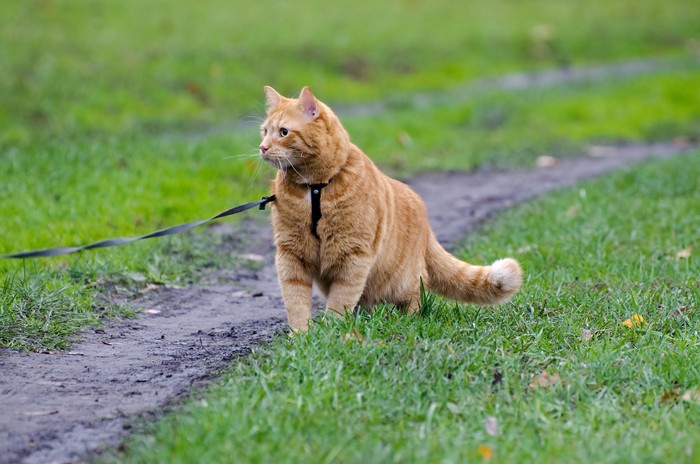 猫に散歩させる必要はある？ストレスはかからない？