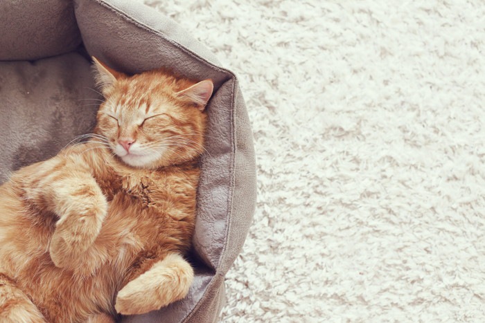 猫にとって快適な部屋作りにおける8つのポイント