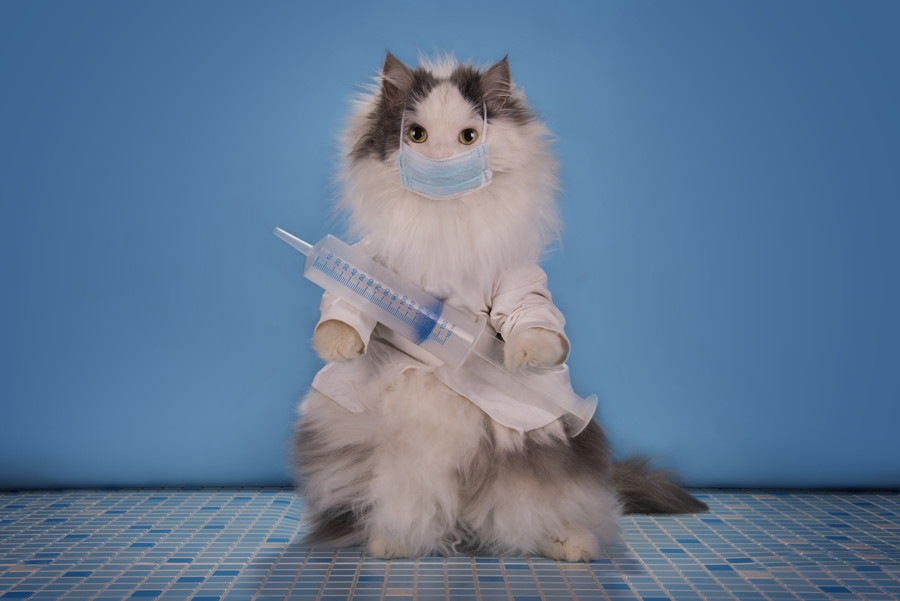 猫が低体温の時真っ先にすべき対処と考えられる病気