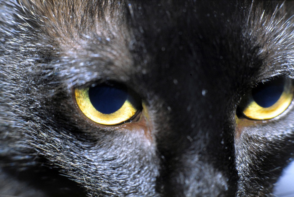 猫の目が赤い時の症状と治療法