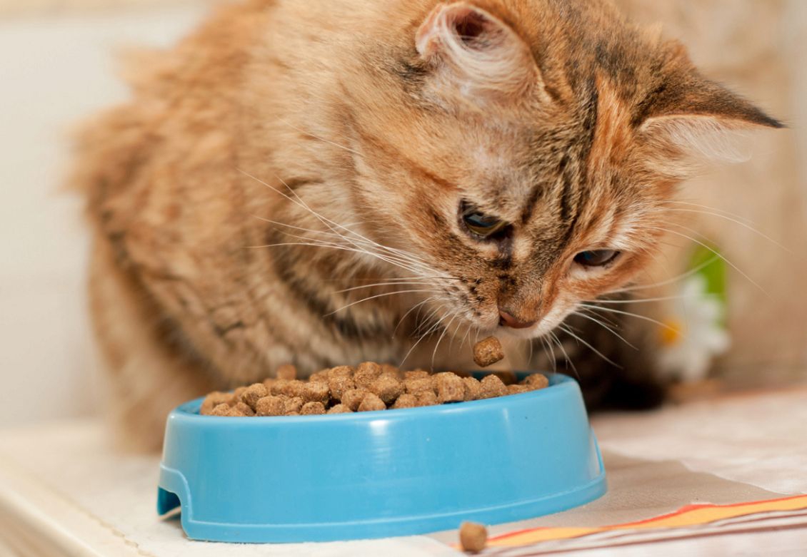 猫はささみを食べても大丈夫？与える時の注意点を解説