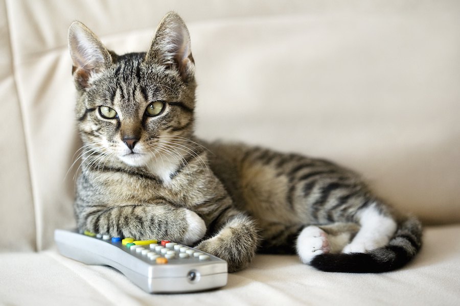 テレビを猫から守る！イタズラ対策４選