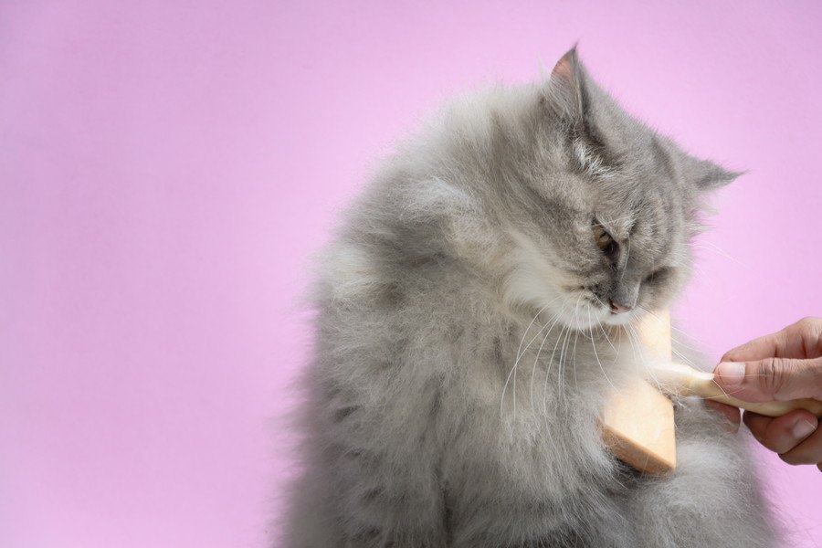 猫にスリッカーブラシを使う時の注意点２つ！使い方やおすすめ商品まで