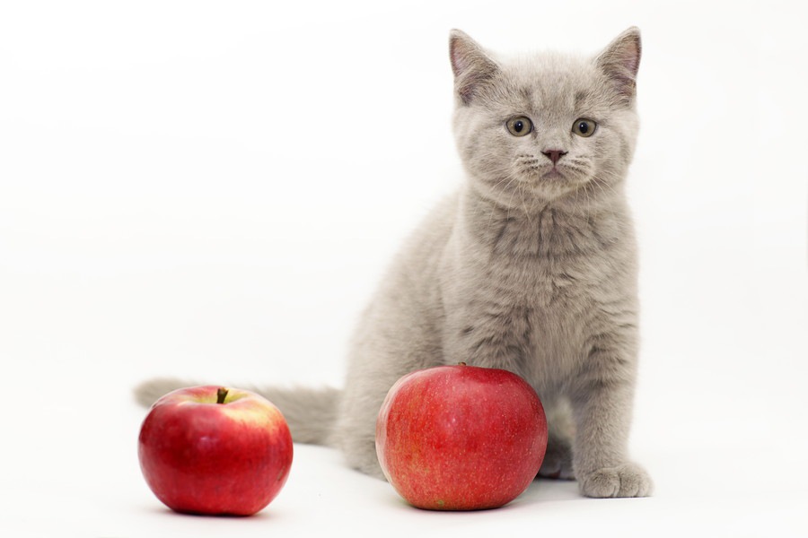 猫にフルーツを与えていい？食べても良い果物・危険な果物