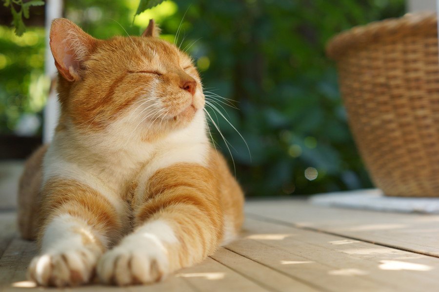 猫のにおいが少ない理由、臭い時の原因や対処法