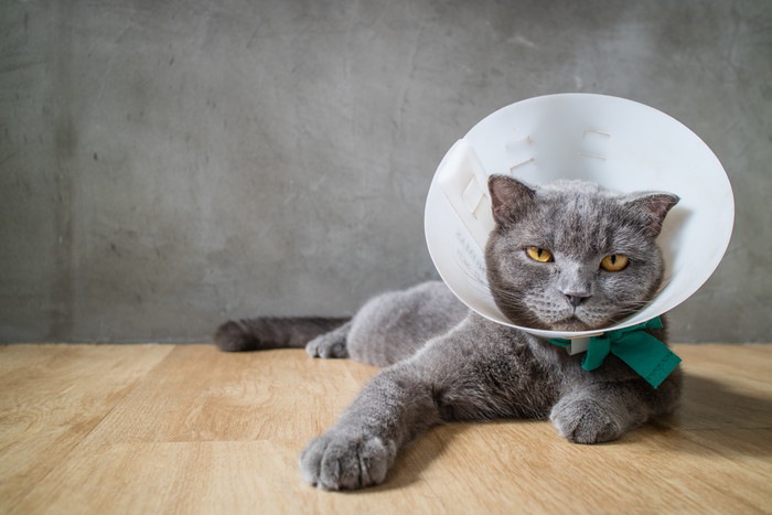 猫の横隔膜ヘルニアの症状と治療法、手術の費用