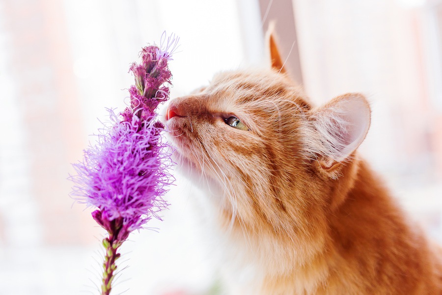 綿棒を使って猫の鼻掃除をする方法