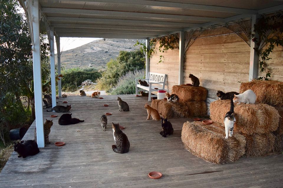エーゲ海の美しい島に夫婦2人で作った猫の保護施設が話題に！