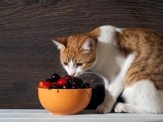 猫はさくらんぼを食べても大丈夫？正しい与え方と注意点