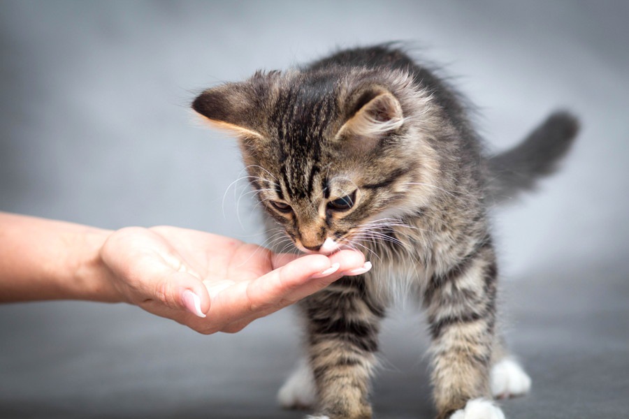猫は昆布を食べても大丈夫？与え方と注意点を解説！