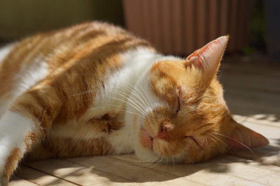 猫がいびきをかく時考えられる病気とその症状