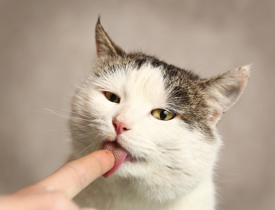 猫はししゃもを食べても大丈夫？与える際の注意点