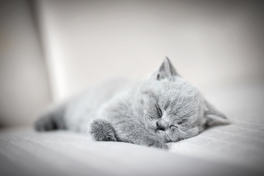 猫の具合が悪い時の７つの眠り方
