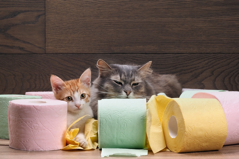 猫がトイレで排泄しない4つの原因とその対策