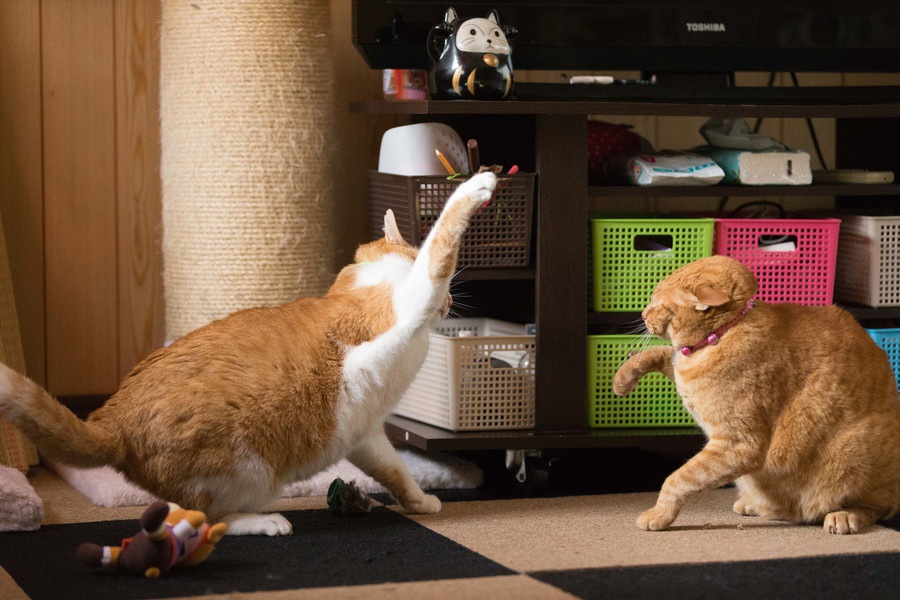 兄弟猫に猫パンチをする愛猫…理由や対処の方法