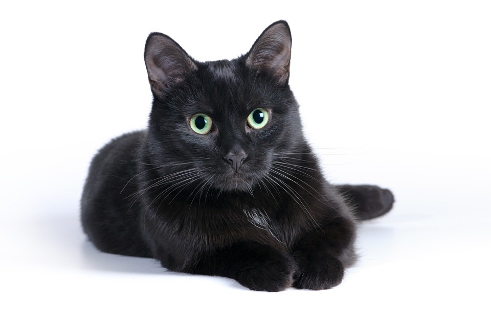 黒猫の性格は甘えん坊で好奇心旺盛