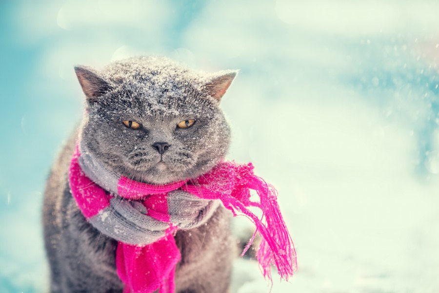 猫はどれぐらいの寒さなら耐えられる？お部屋の寒さ対策