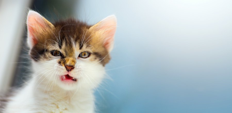 「チッチッチッ」と舌打ちすると猫が反応するのはどうして？３つの理由