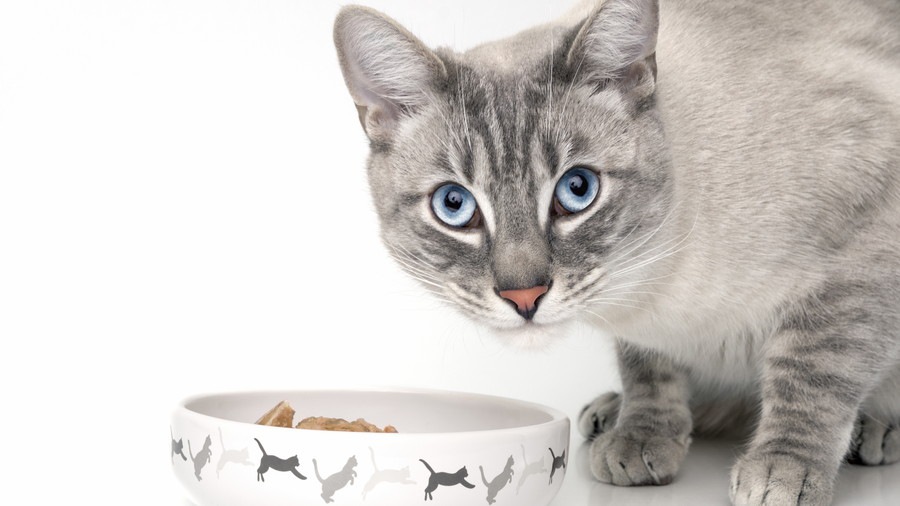 猫が食欲不振になる原因とその対処法
