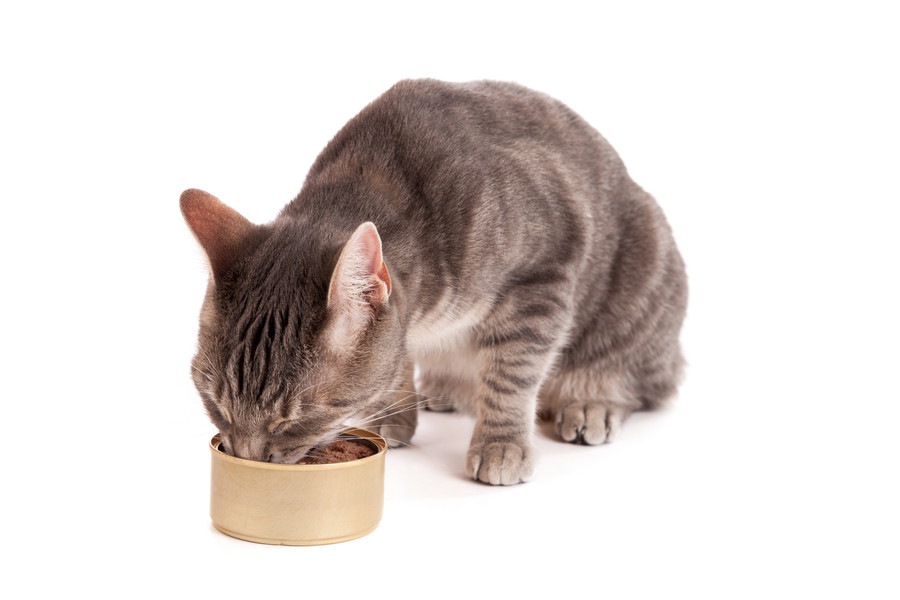 猫に缶詰の食事を与える効果と注意点！