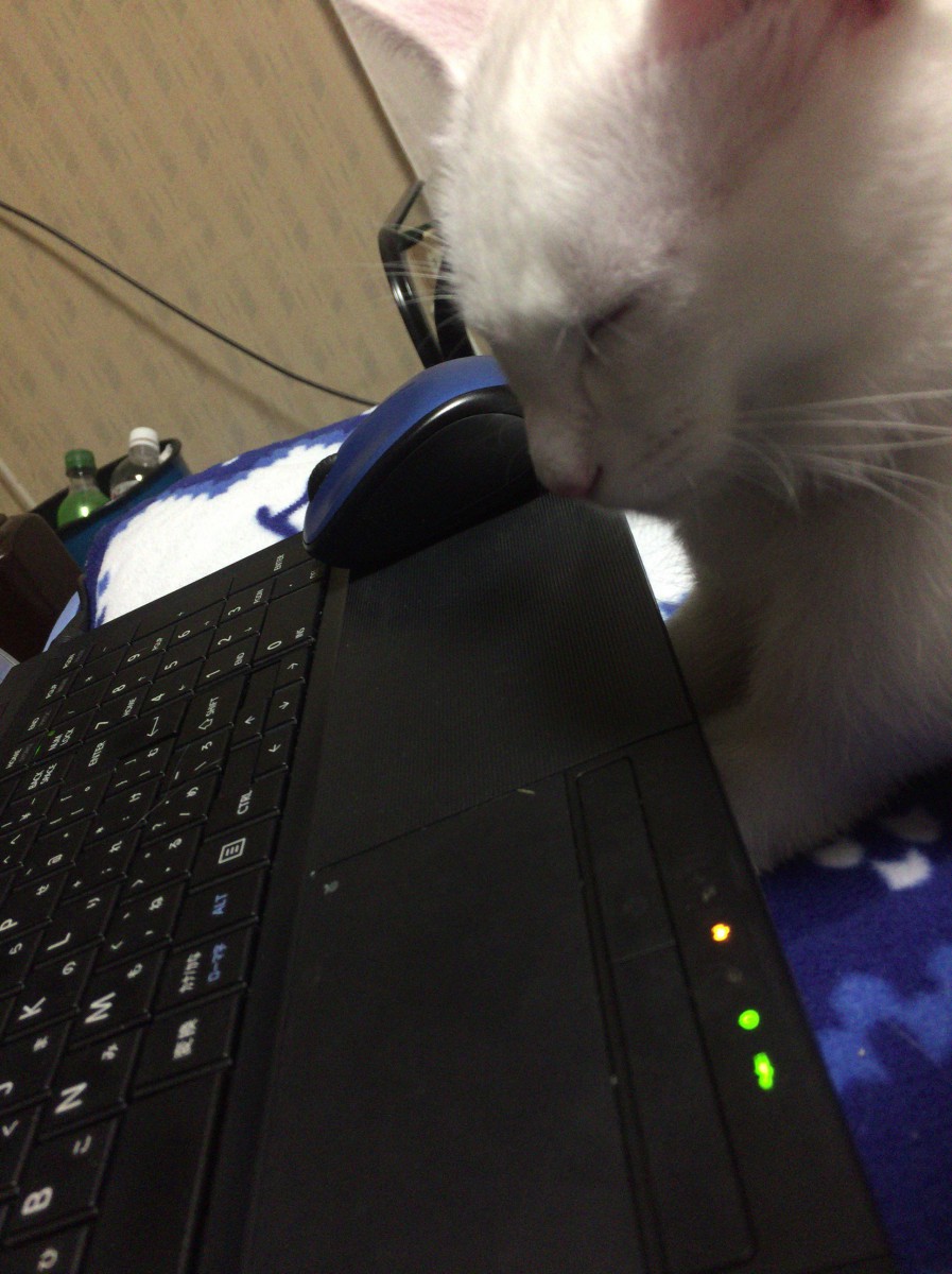 猫がキーボードに乗る心理とは？踏まれないようにするための対策