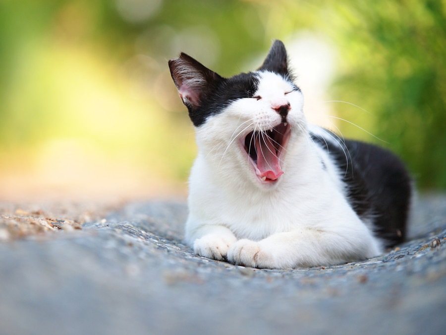 猫が舌をしまい忘れるのはなぜ？５つの理由