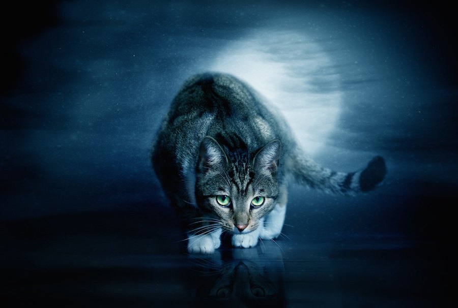 猫が夜中に暴れる原因と6つの対策