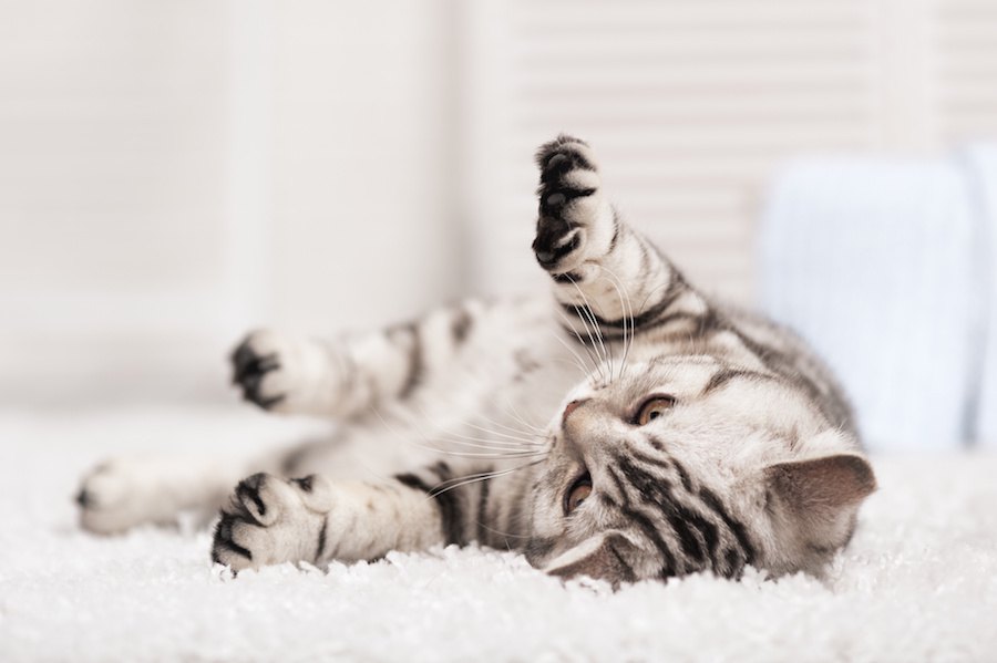 新しいシーツに絨毯…どうして猫は新しい敷物が好き？５つの理由