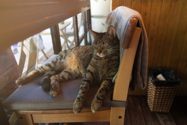 猫にとって最適な室温とは！暑い夏や冬の寒さを乗り切る方法
