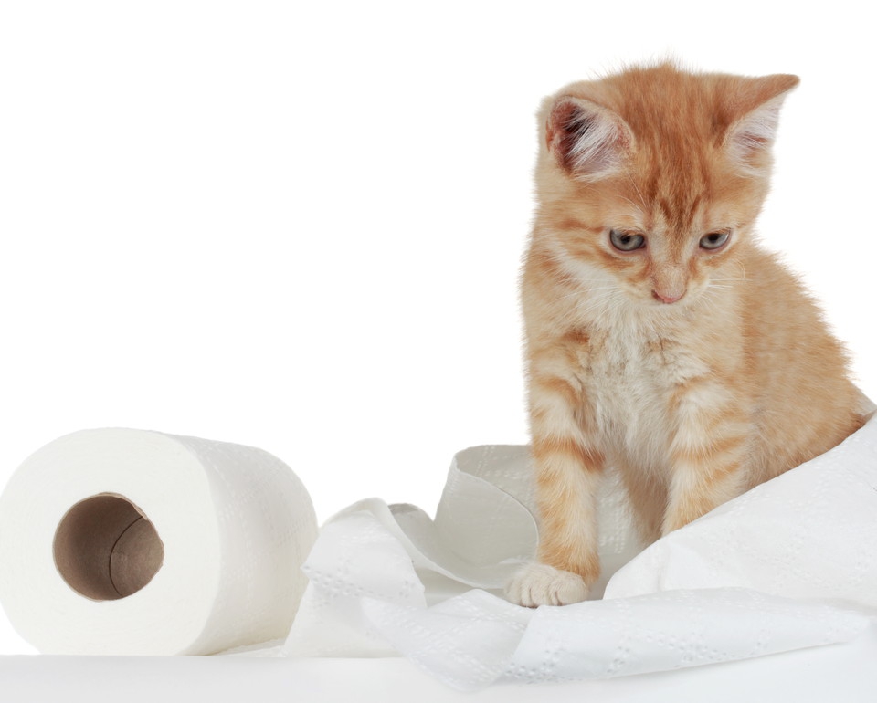 猫がトイレで排泄しない4つの原因とその対策