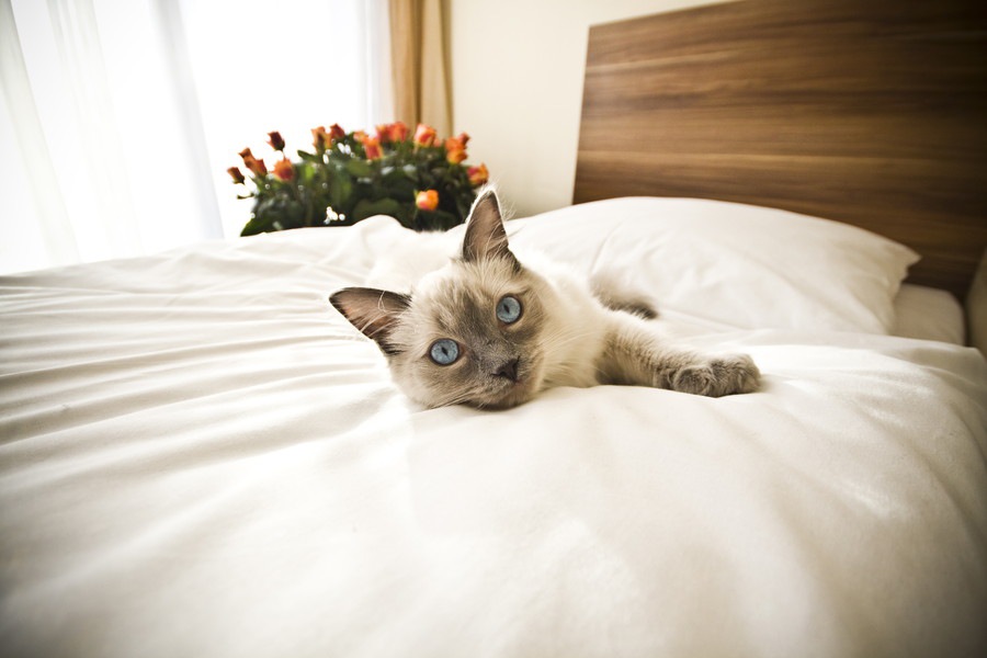 猫をペットホテルに預ける時の準備と注意点