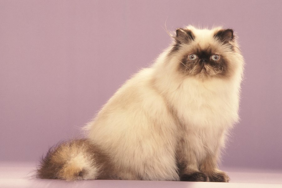 かわいいペルシャ猫の画像１１連発！
