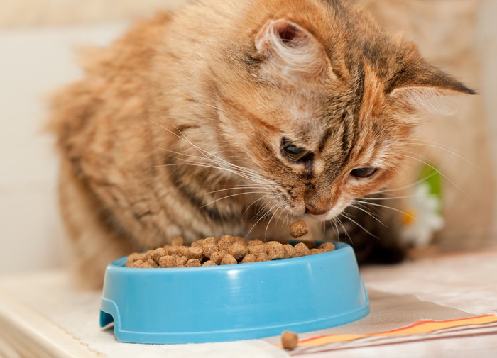 猫の餌皿を選ぶポイント！食べやすいお皿を選んであげよう！