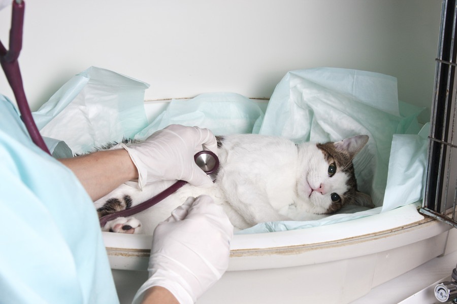 猫が乳がんになった時の症状や治療の方法、末期の余命