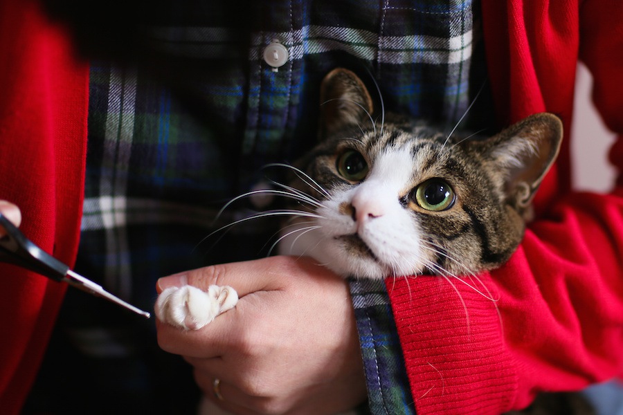 猫が爪切りを嫌がる3つの理由と対処法